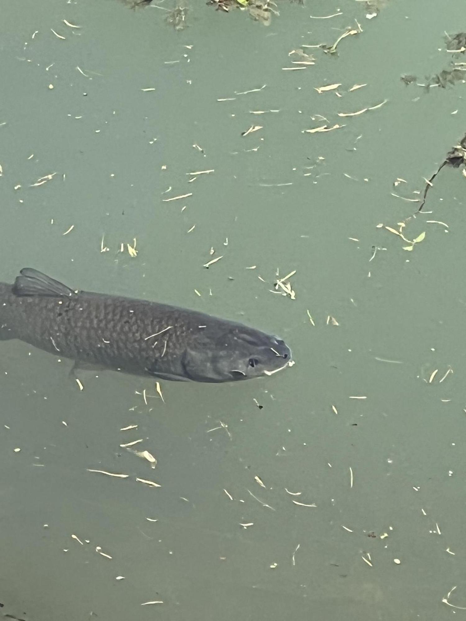Haus Am Fischteich Lägenhet Feistritz ob Bleiburg Exteriör bild