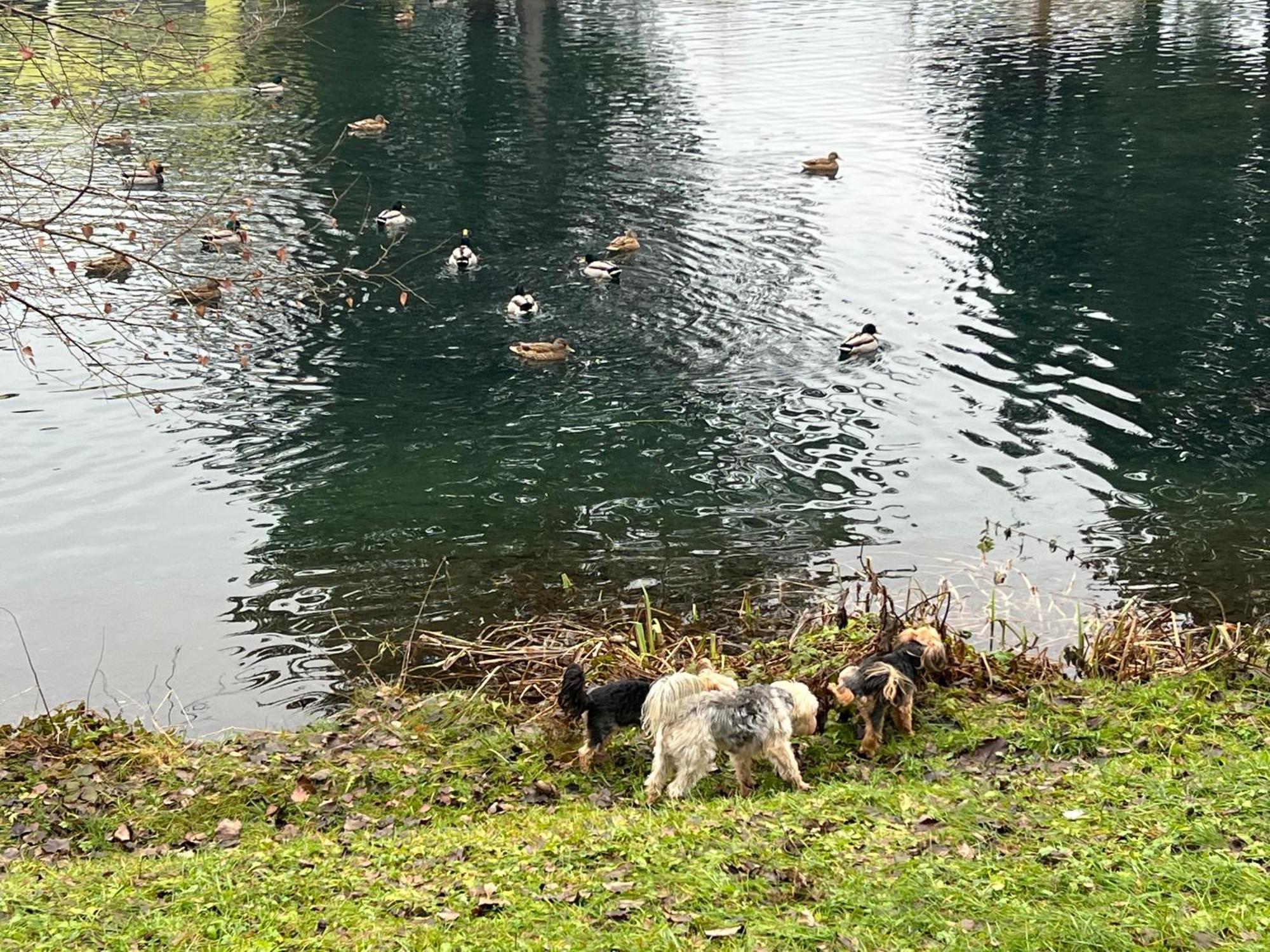 Haus Am Fischteich Lägenhet Feistritz ob Bleiburg Exteriör bild