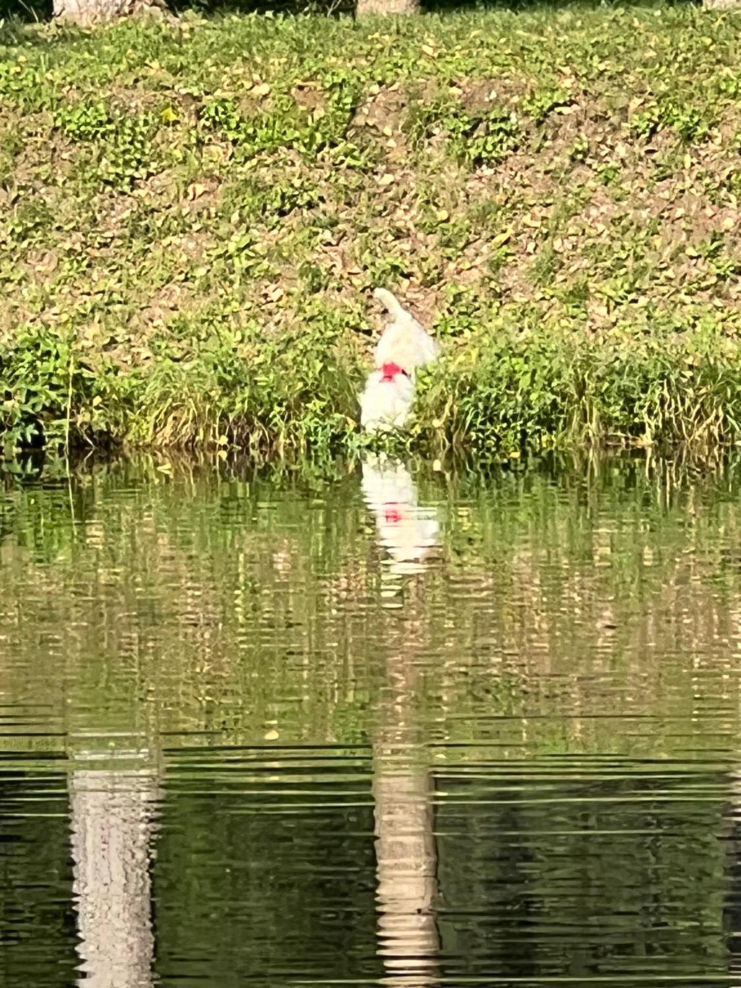 Haus Am Fischteich Lägenhet Feistritz ob Bleiburg Exteriör bild