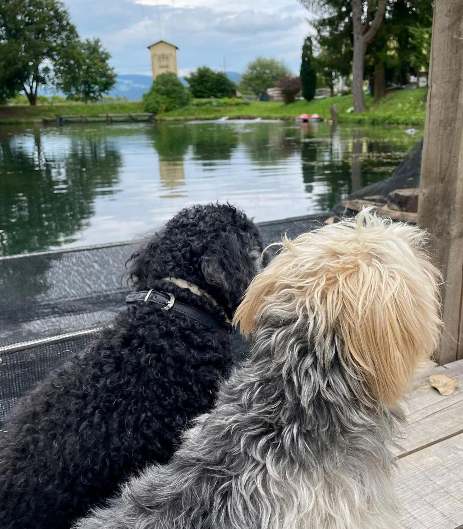 Haus Am Fischteich Lägenhet Feistritz ob Bleiburg Exteriör bild