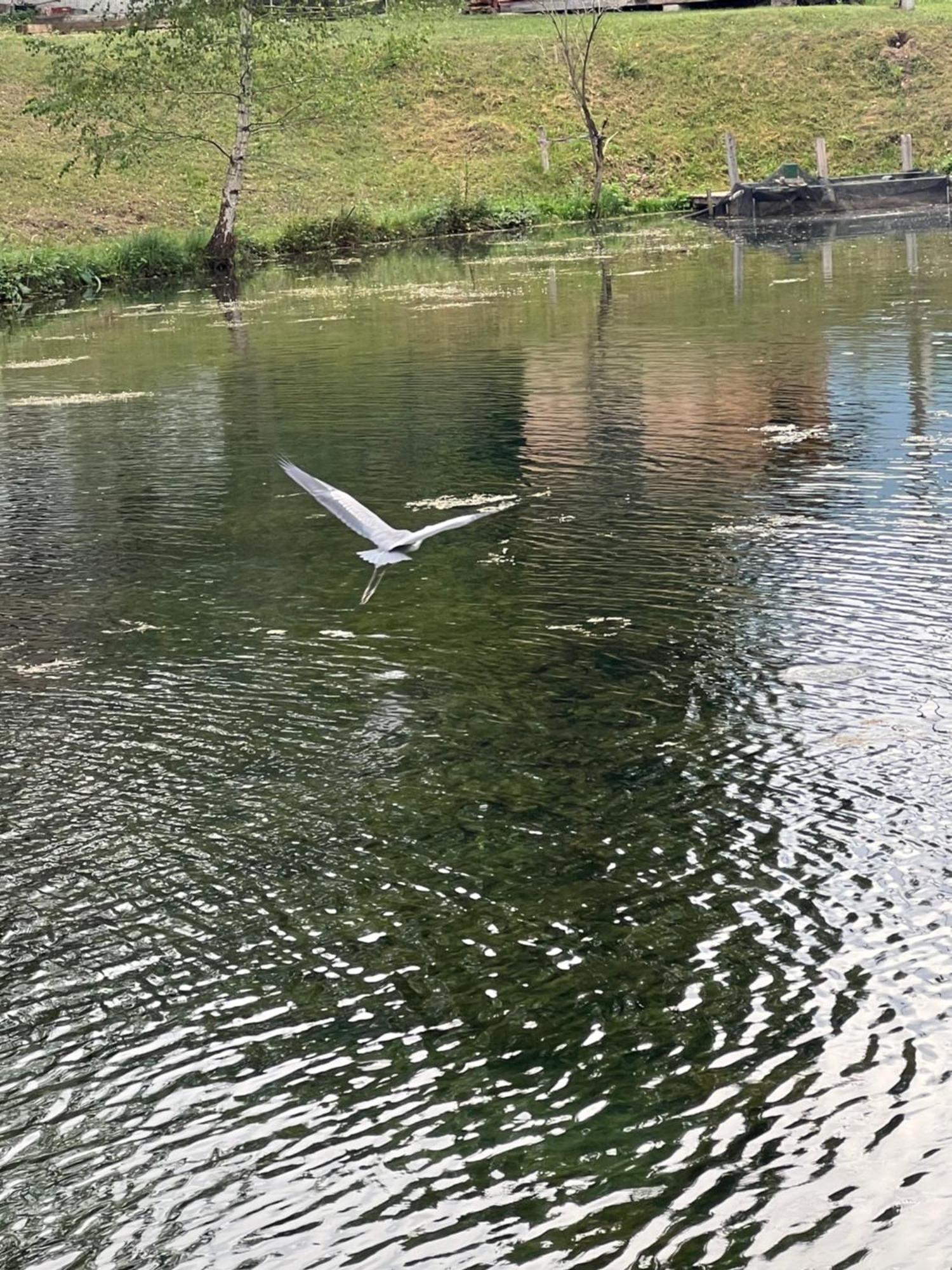 Haus Am Fischteich Lägenhet Feistritz ob Bleiburg Exteriör bild