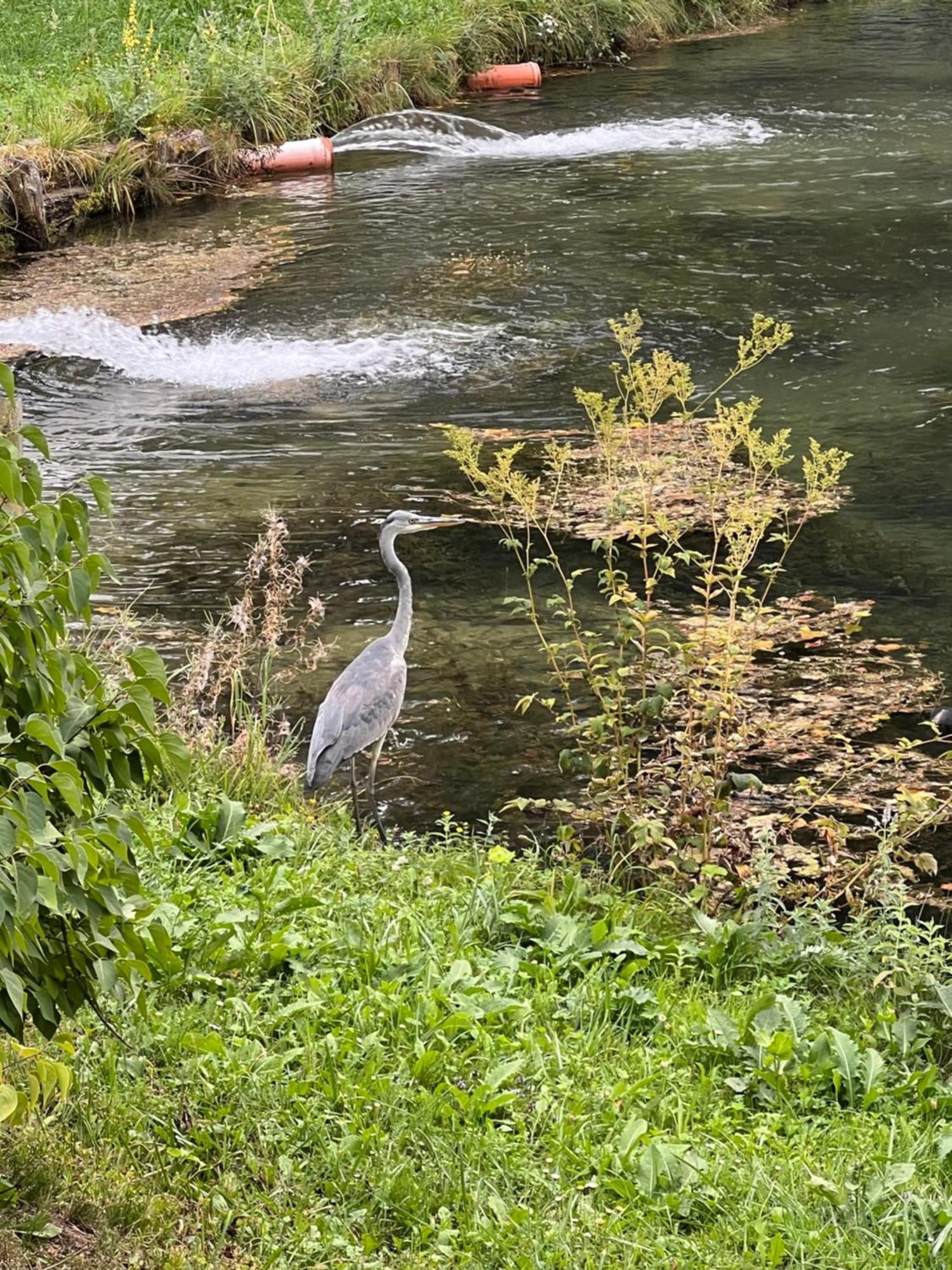 Haus Am Fischteich Lägenhet Feistritz ob Bleiburg Exteriör bild